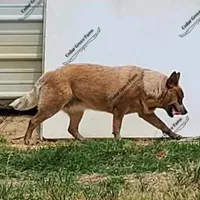 Jan'ko, a female Australian Cattle Dog for sale in Wingate, NC – Photo 2 of 2