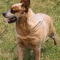 Jan'ko, a female Australian Cattle Dog for sale in Wingate, NC – Photo 1 of 2