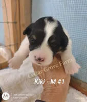 Kiki - M #1, a male Pembroke Welsh Corgi for sale in Wingate, NC – 1 of 4