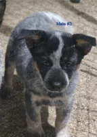 Male #3, a male Australian Cattle Dog for sale in Wingate, NC – Photo 2 of 4