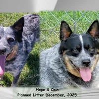 Male #3, a male Australian Cattle Dog for sale in Wingate, NC – Photo 4 of 4