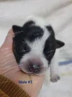 Male #3, a male Australian Cattle Dog for sale in Wingate, NC – Photo 3 of 4