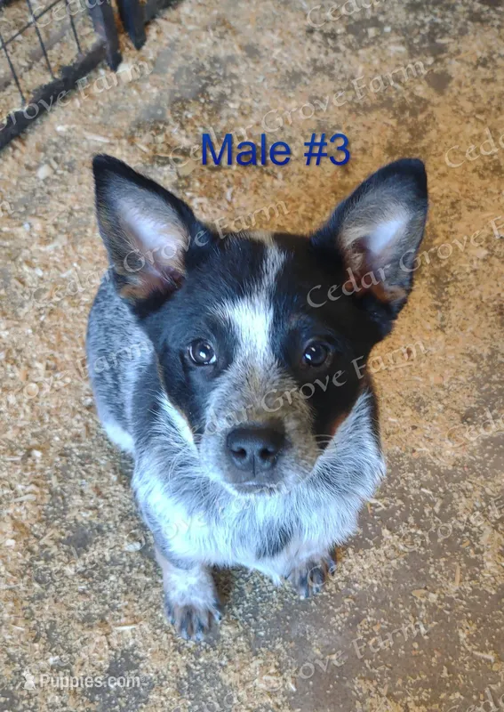 Male #3 – Australian Cattle Dog puppy for sale in Wingate, NC