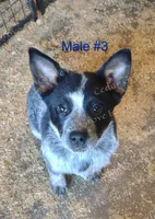 Male #3, a male Australian Cattle Dog for sale in Wingate, NC – Photo 1 of 4