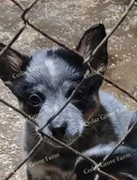 Male #5, a male Australian Cattle Dog for sale in Wingate, NC – Photo 1 of 2