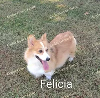 Male #1, a male Pembroke Welsh Corgi for sale in Wingate, NC – Photo 2 of 3