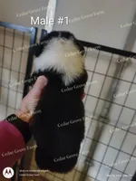 Male #1, a male Pembroke Welsh Corgi for sale in Wingate, NC – Photo 2 of 4