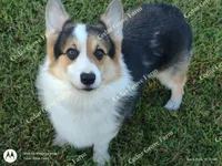 Male #1, a male Pembroke Welsh Corgi for sale in Wingate, NC – Photo 3 of 3