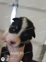 Male #1, a male Pembroke Welsh Corgi for sale in Wingate, NC – Photo 1 of 4