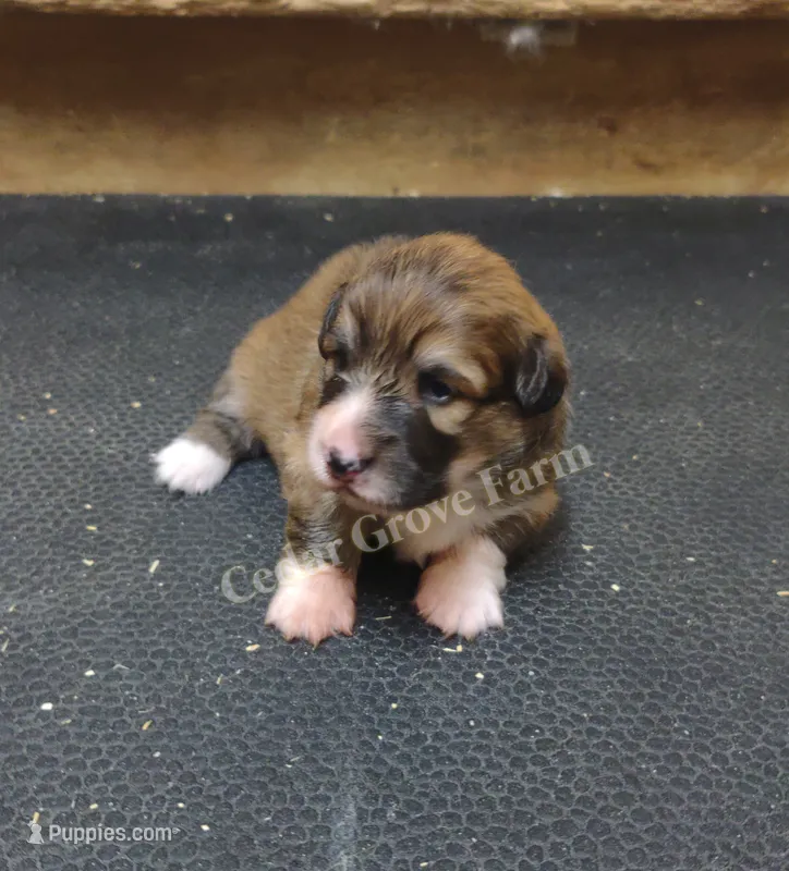 Male #1 "Uno" – Pembroke Welsh Corgi puppy for sale in Wingate, NC