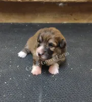 Male #1 "Uno", a male Pembroke Welsh Corgi for sale in Wingate, NC – 2 of 4