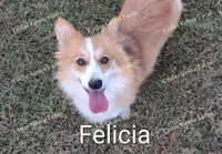 Female #2, a female Pembroke Welsh Corgi for sale in Wingate, NC – Photo 2 of 3