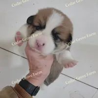 Female #2, a female Pembroke Welsh Corgi for sale in Wingate, NC – Photo 1 of 3