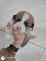 Female #2, a female Pembroke Welsh Corgi for sale in Wingate, NC – Photo 1 of 3