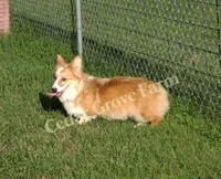 Hershey , a male Pembroke Welsh Corgi for sale in Wingate, NC – 2 of 3