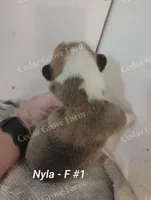 Nyla - F #1, a female Pembroke Welsh Corgi for sale in Wingate, NC – 2 of 4