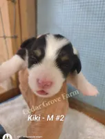 Kiki - M #2, a male Pembroke Welsh Corgi for sale in Wingate, NC – 1 of 4