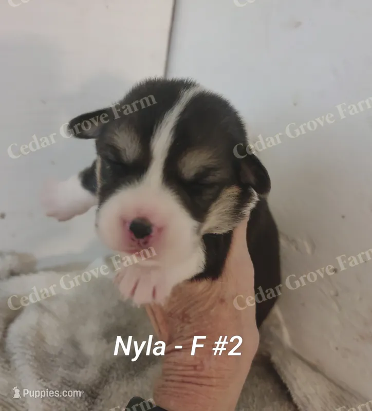 Nyla  F #2 – Pembroke Welsh Corgi puppy for sale in Wingate, NC
