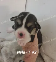 Nyla  F #2, a female Pembroke Welsh Corgi for sale in Wingate, NC – 1 of 4