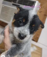 Female #5, a female Australian Cattle Dog for sale in Wingate, NC – Photo 1 of 4