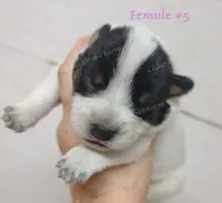 Female #5, a female Australian Cattle Dog for sale in Wingate, NC – Photo 1 of 3