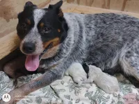 Female #5, a female Australian Cattle Dog for sale in Wingate, NC – Photo 2 of 3