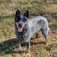 Female #5, a female Australian Cattle Dog for sale in Wingate, NC – Photo 4 of 4