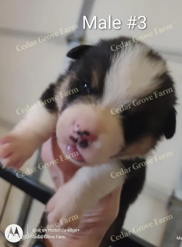 Male #3 – Pembroke Welsh Corgi puppy for sale in Wingate, NC