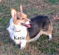 Male #3, a male Pembroke Welsh Corgi for sale in Wingate, NC – Photo 3 of 4