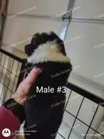 Male #3, a male Pembroke Welsh Corgi for sale in Wingate, NC – Photo 2 of 4
