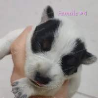 Female #4, a female Australian Cattle Dog for sale in Wingate, NC – Photo 2 of 4