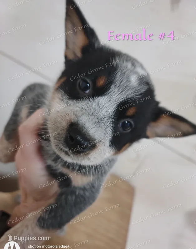 Female #4 – Australian Cattle Dog puppy for sale in Wingate, NC