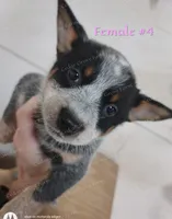Female #4, a female Australian Cattle Dog for sale in Wingate, NC – Photo 1 of 4