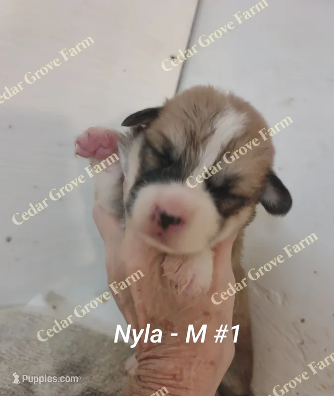 Nyla - M #1 – Pembroke Welsh Corgi puppy for sale in Wingate, NC