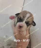 Nyla - M #1, a male Pembroke Welsh Corgi for sale in Wingate, NC – 1 of 4