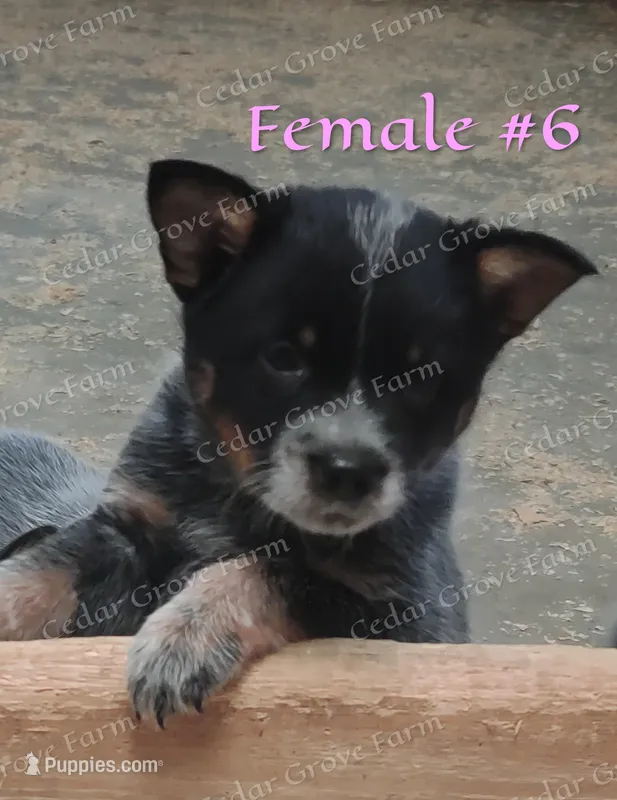 Female #6 – Australian Cattle Dog puppy for sale in Wingate, NC