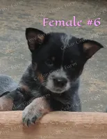 Female #6, a female Australian Cattle Dog for sale in Wingate, NC – Photo 1 of 4