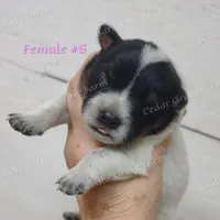 Female #6, a female Australian Cattle Dog for sale in Wingate, NC – Photo 2 of 4