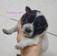 Female #6, a female Australian Cattle Dog for sale in Wingate, NC – Photo 1 of 3