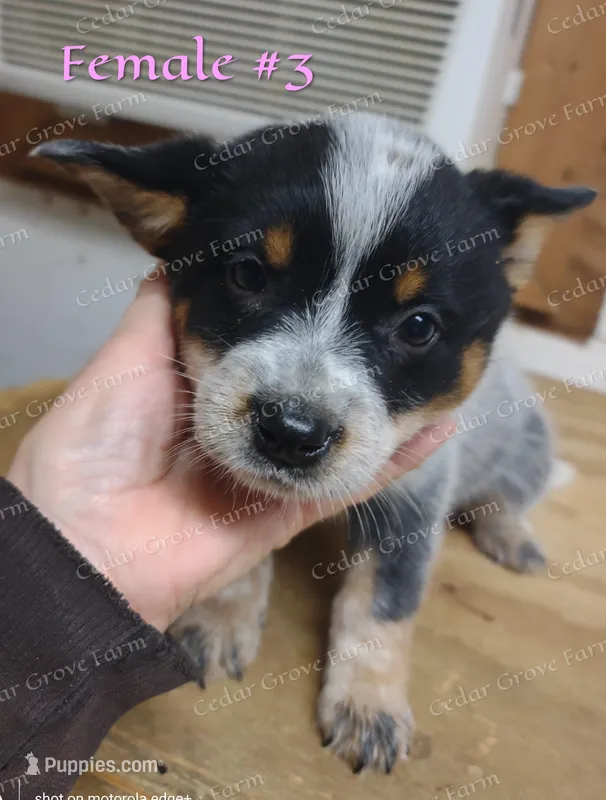 Female #3 – Australian Cattle Dog puppy for sale in Wingate, NC