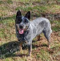 Female #3, a female Australian Cattle Dog for sale in Wingate, NC – Photo 3 of 3