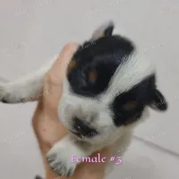 Female #3, a female Australian Cattle Dog for sale in Wingate, NC – Photo 2 of 4