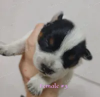 Female #3, a female Australian Cattle Dog for sale in Wingate, NC – Photo 1 of 3