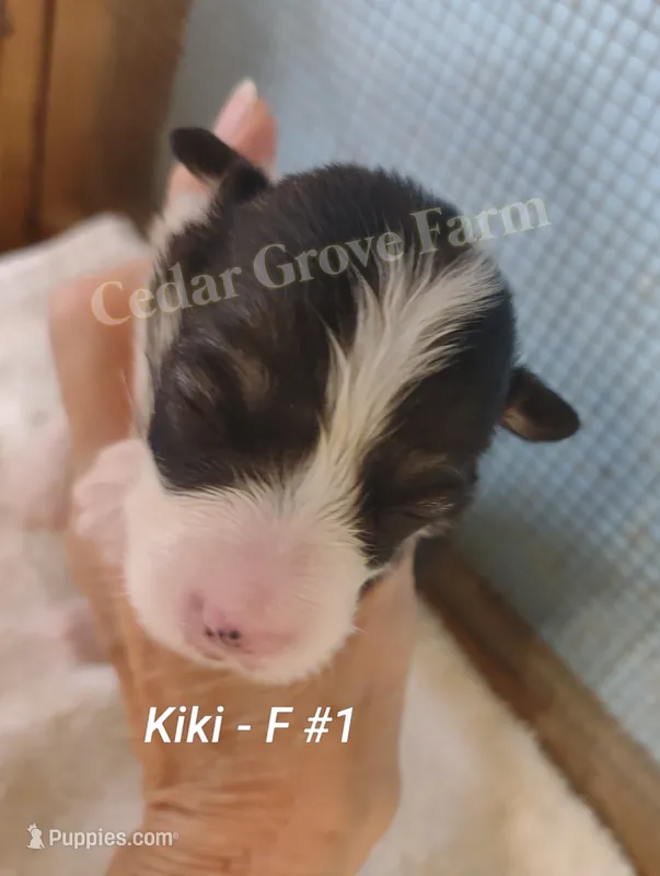 Kiki - F #1 – Pembroke Welsh Corgi puppy for sale in Wingate, NC