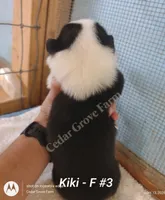 Kiki - F #3, a female Pembroke Welsh Corgi for sale in Wingate, NC – 2 of 4
