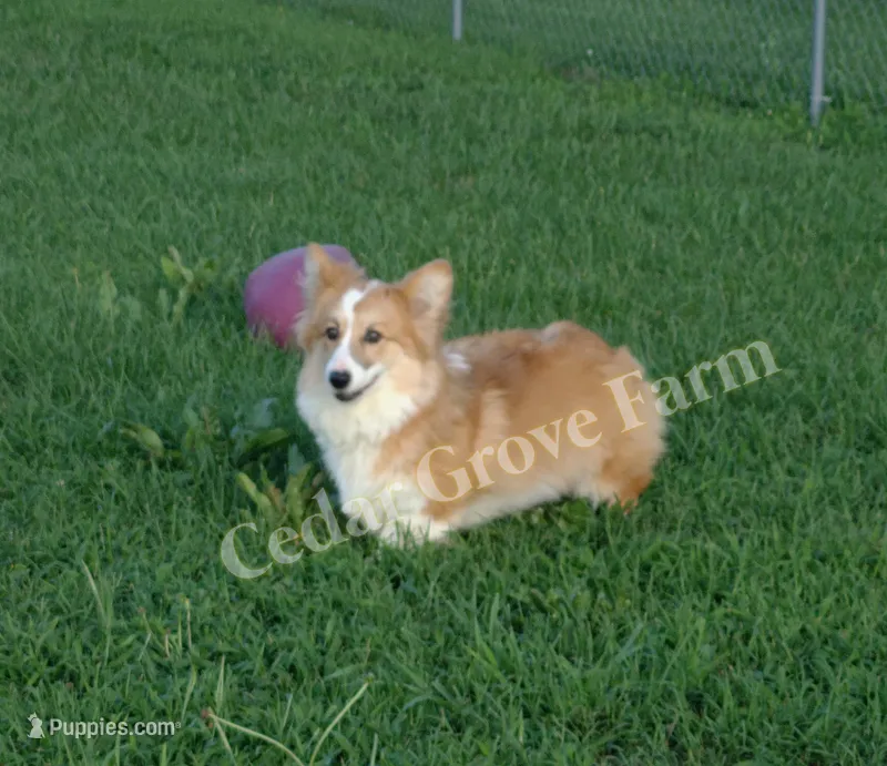 Hershey  – Pembroke Welsh Corgi puppy for sale in Wingate, NC