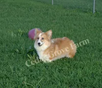 Hershey , a male Pembroke Welsh Corgi for sale in Wingate, NC – 1 of 3