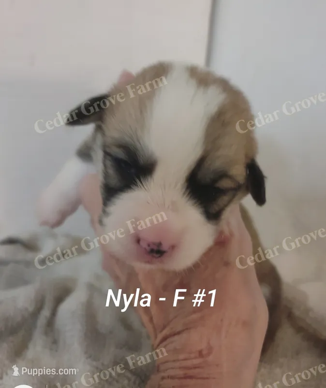 Nyla - F #1 – Pembroke Welsh Corgi puppy for sale in Wingate, NC