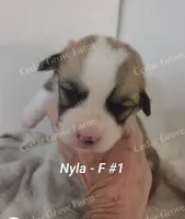Nyla - F #1, a female Pembroke Welsh Corgi for sale in Wingate, NC – 1 of 4