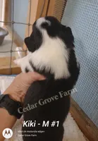 Kiki - M #1, a male Pembroke Welsh Corgi for sale in Wingate, NC – 2 of 4